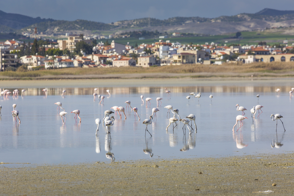 larnaka na kipru